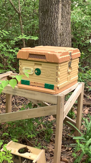 New bees for spring!