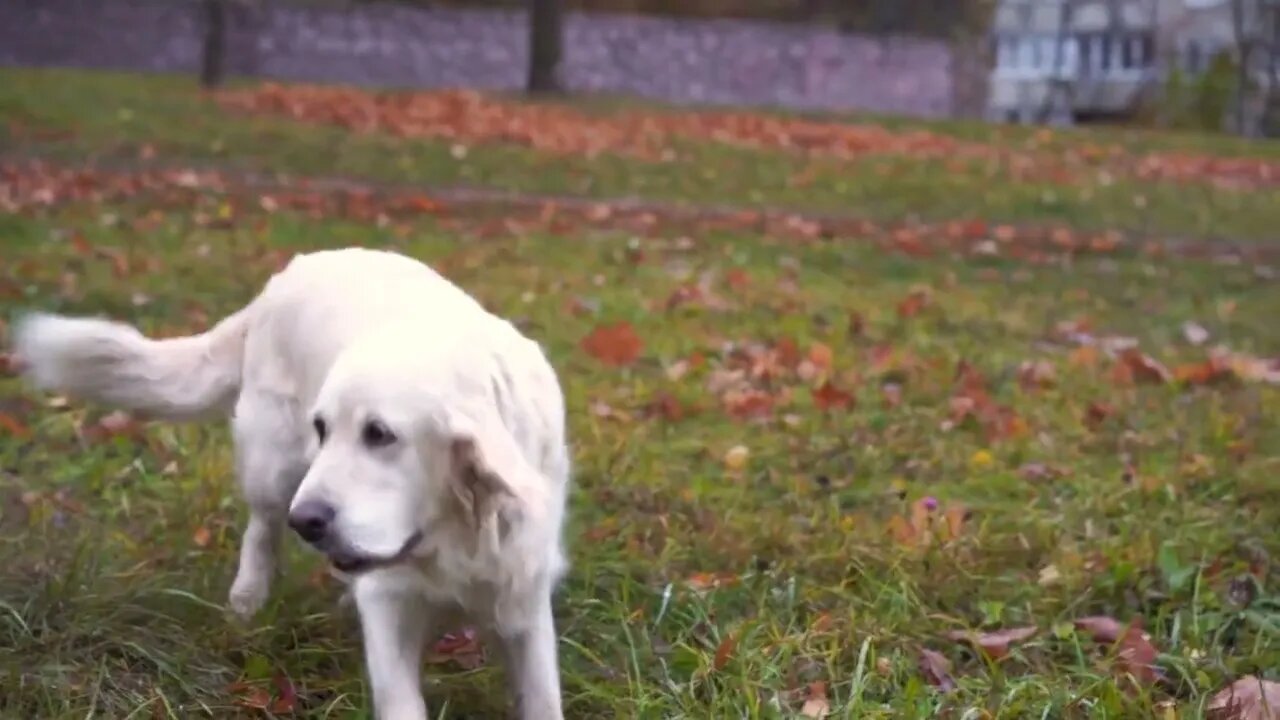 golden retriever runs over grass in the autumn park in slow motion