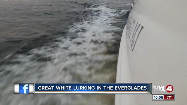 Great white lurking in the Everglades