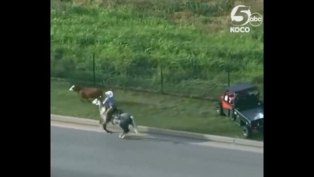 Michigan police shut down I-75 when they got a call about a cow on the loose headed for the highway.