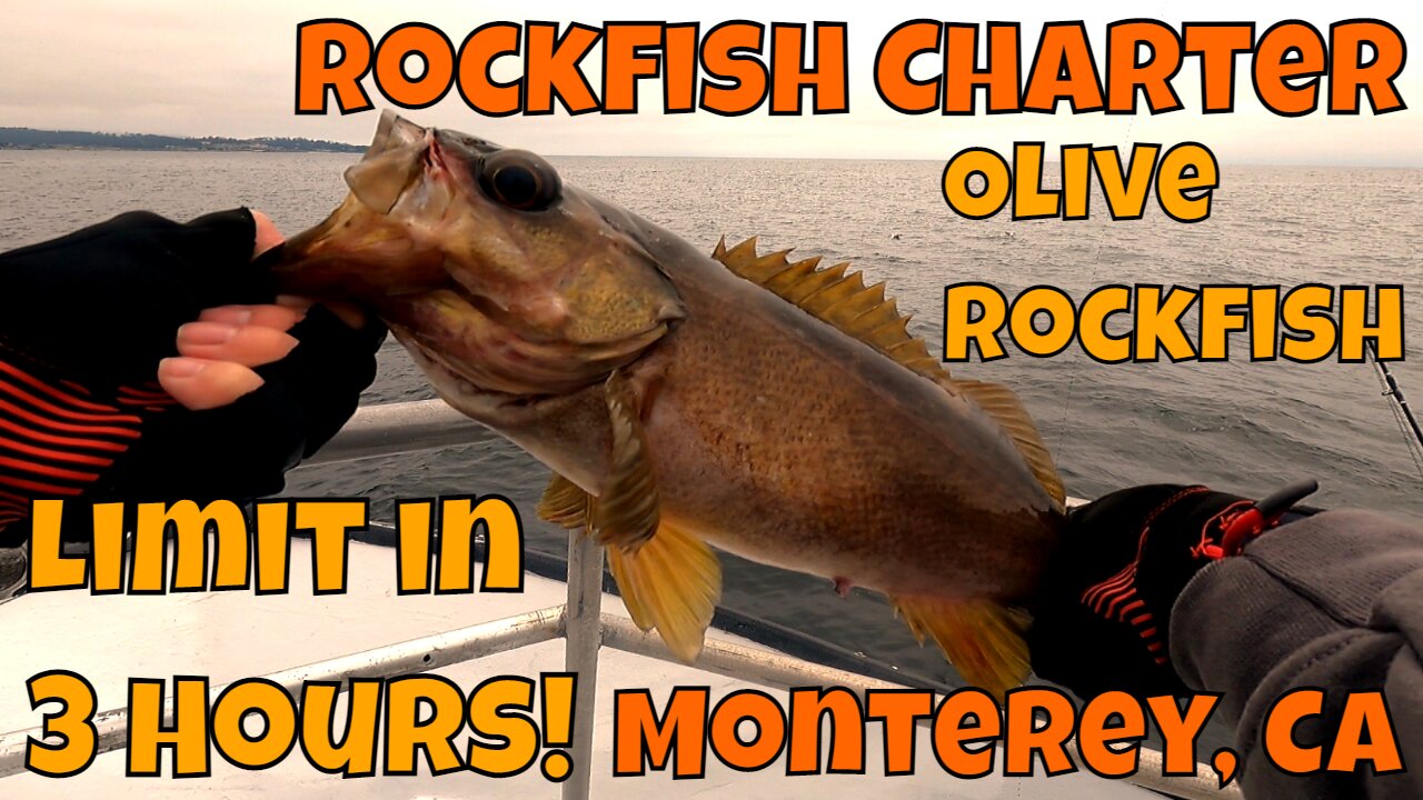 Rockfish Limit, On A 4 Hour Trip :O?! Charter Fishing J&M Sportfishing in Monterey Bay, CA