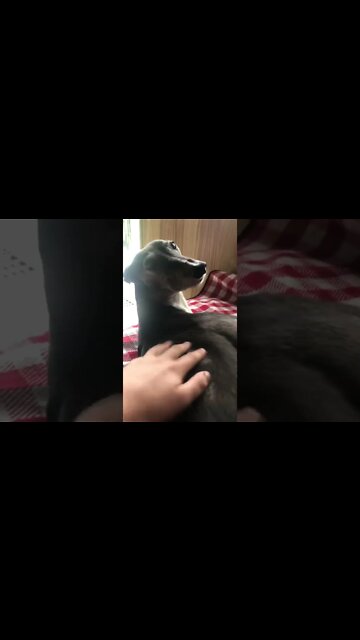 Elsa the greyhound barks for pats 😍