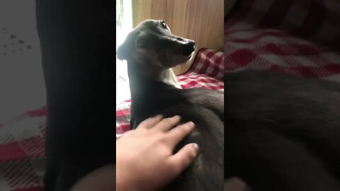 Elsa the greyhound barks for pats 😍