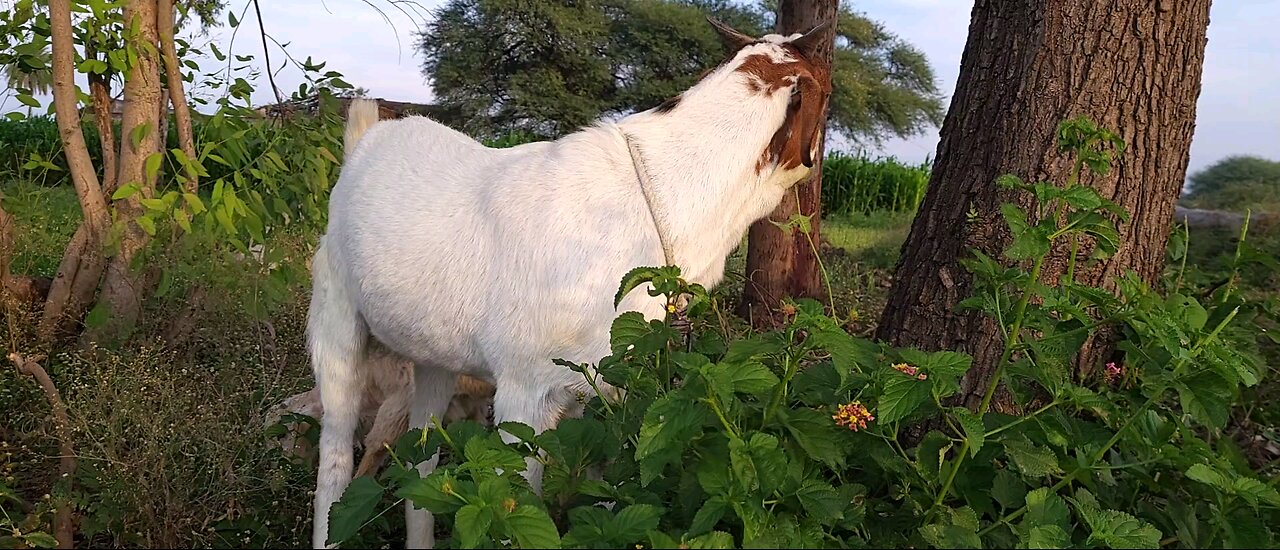 Village life in goats 🐐