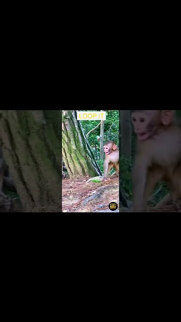 Funniest Animals 2023 - funniest animals 2023 😂 funny cats and dogs 🐱🐶 | funny animal videos