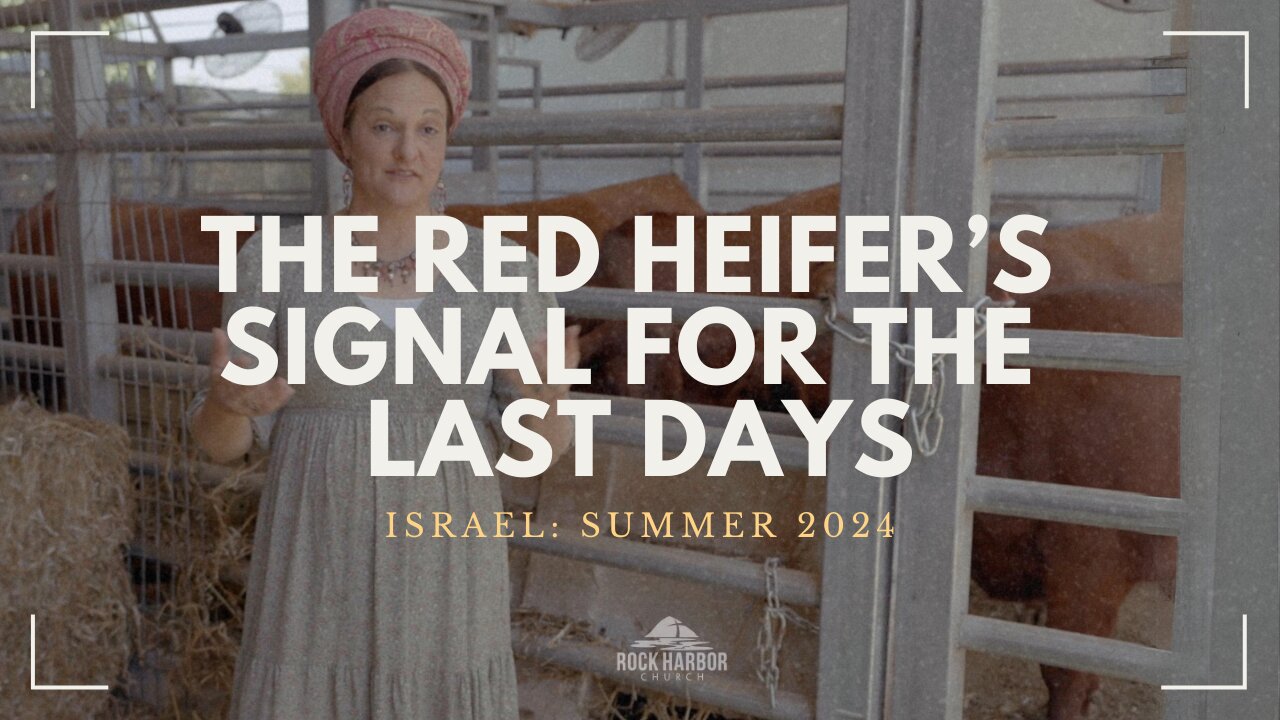 The Red Heifer’s Signal For The Last Days