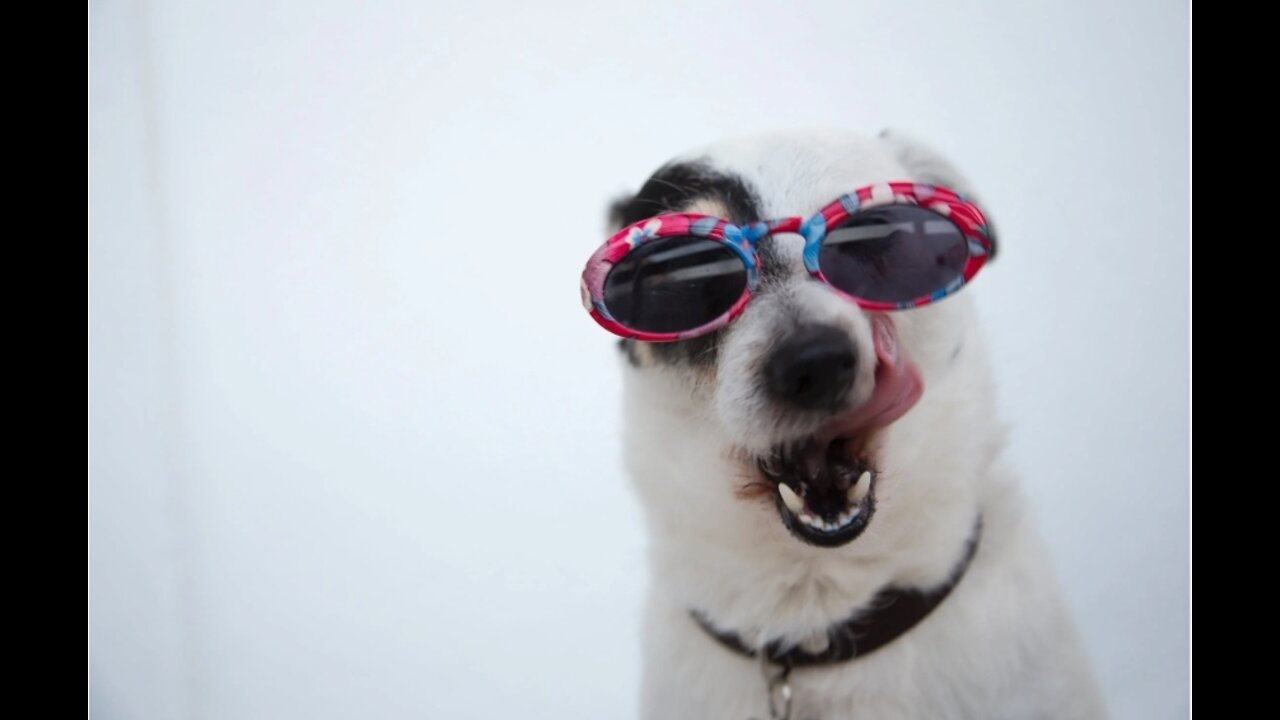Latest funny animals π΅ππΆπ· videos. Cute dog and cat videos .