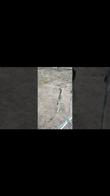 Skippy running around the paddocks