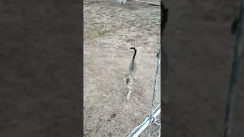 Skippy running around the paddocks