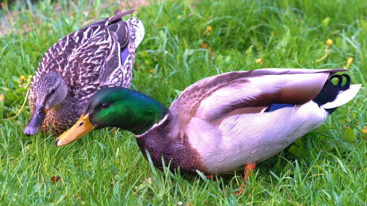 Hungry Mallard Ducks and a Starling Sharing a Meal, Sort of...