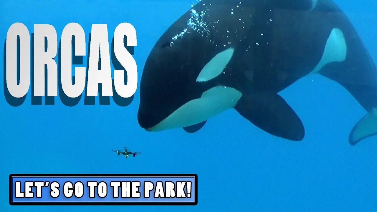 Orcas (Killer Whales) - Animal Spotlight