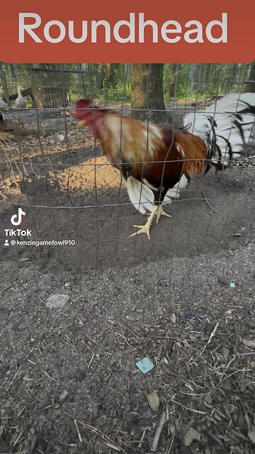 Cowan Roundhead Rooster