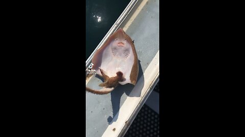 Tickling a Fish