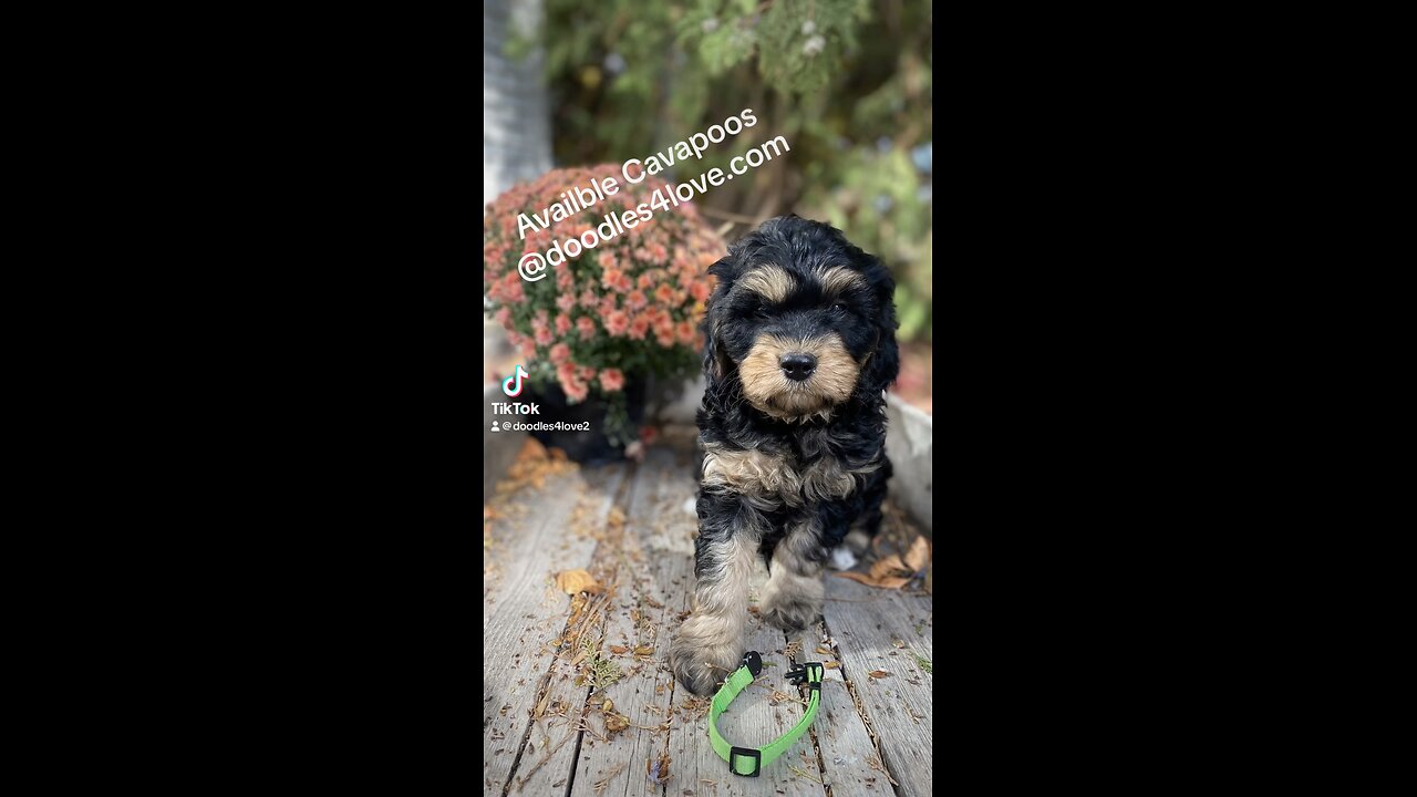 Spooky Cute Cavapoo Puppies