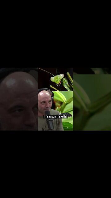 The Incredible Super Power of Praying Mantises - Joe Rogan and Forrest Galante