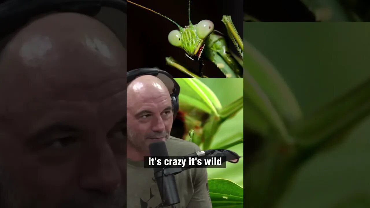 The Incredible Super Power of Praying Mantises - Joe Rogan and Forrest Galante