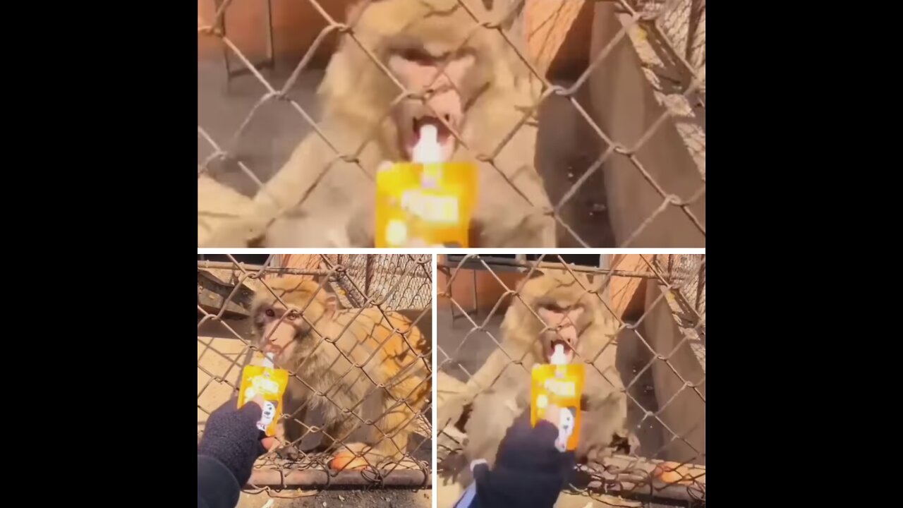 The monkey got angry after insulting the man