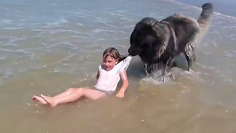 When Your Dog is Your Brave Guardian 😄 Funny Dog and Human Video 2024