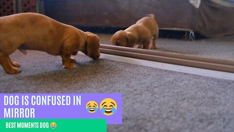 Funny dog video 😅😂🤩. Best moments dog 😂😁😅. Amazing dogs video.