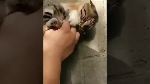 PLAYING CAT VIDEO MEAWWW