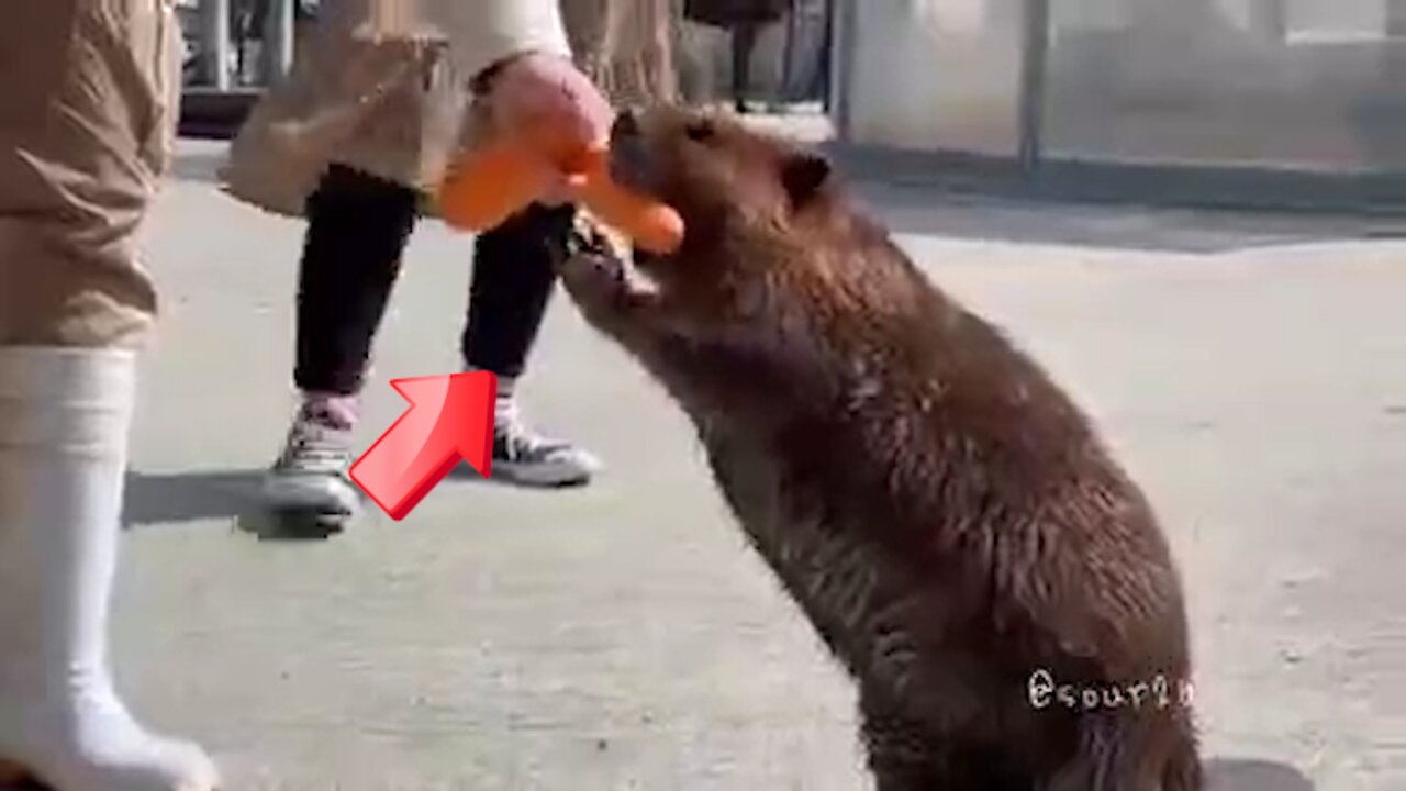 Giving a big mouse a carrot