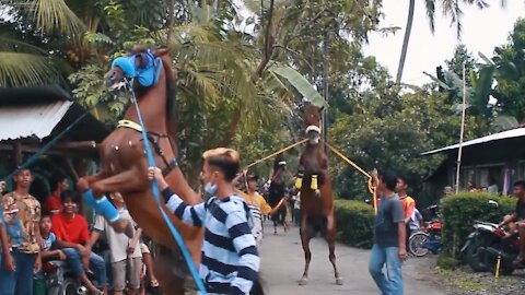 Prancing Horse Parade