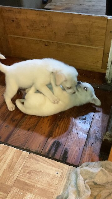 Puppies playing