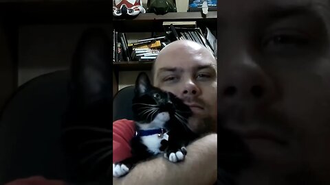 kitty in review #kittycat #shortsfeed #shortsvideo #kitty #youtubeshorts #cutekitty