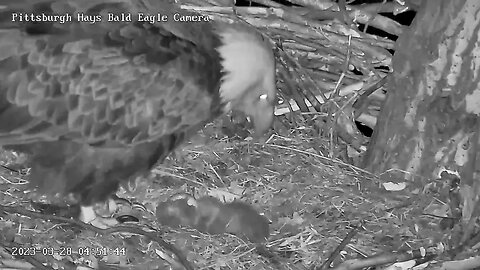 Hays Eagles H20 Hatch Progress 3.28.2023 4:51