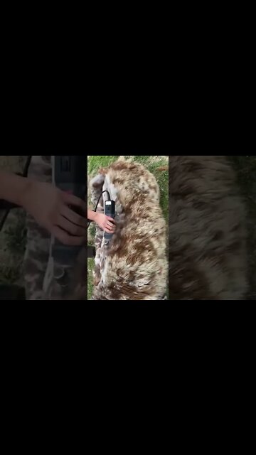 Have you seen this animal before ! 😍#Shorts #ytshorts #UbertainmentFun #Dogs #Animals #Fun