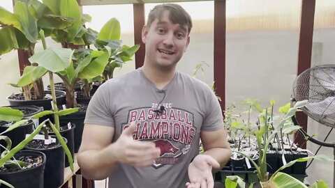 Top 5 Tips For Overwintering Tropical Plants Indoors!