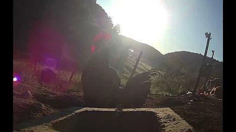 Farm surveillance of birds - cute rooster in the early morning