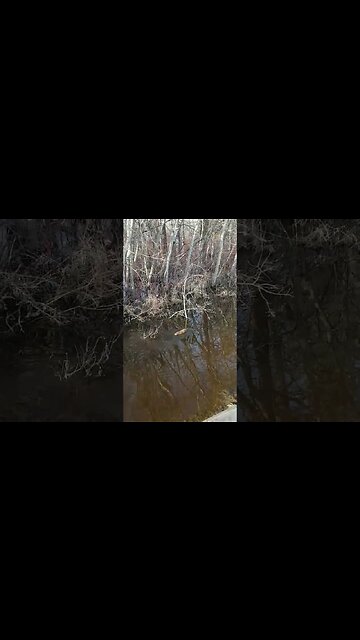 My Friend Swam Away.....Makes me Sad.