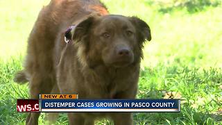 Distemper cases spreading fast in Pasco County