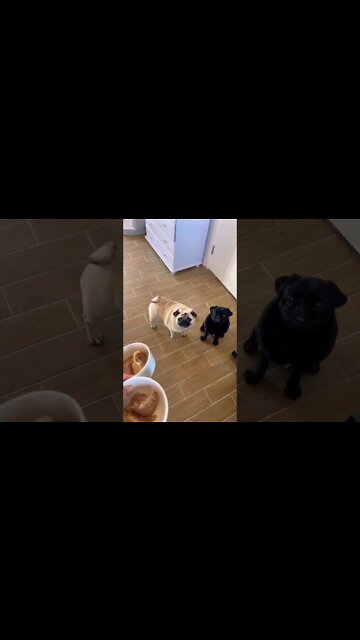 Iam playing now.♥️🐶 #shorts