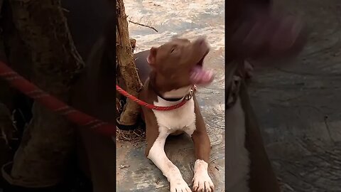 Big dog Barking||dog sound #dogbarking #shorts #trending #dog #pet #youtubeshorts