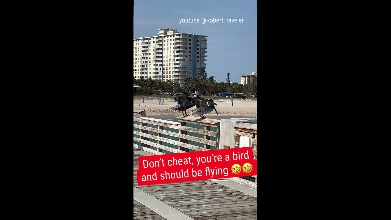 Don't cheat, you're a bird and should be flying *#bird #birds #florida #floridalife #fly #flying #