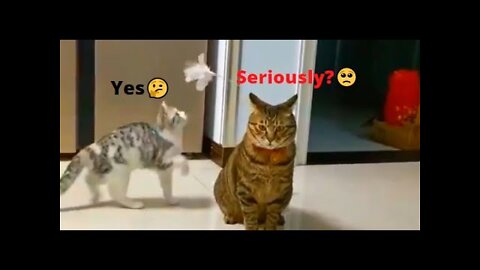 Funny cat videos 2022 🤣WTF | Try Not To Laugh 2022 | OMG Cat Funny Video