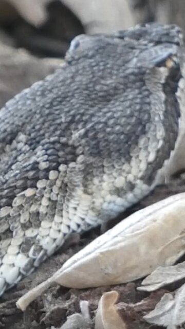Western Diamondback Rattlesnake🐍Commotion In The Yard
