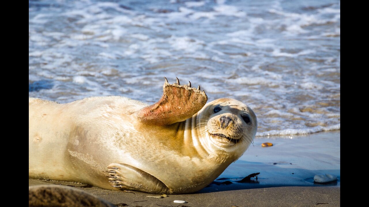 Young seal sounds