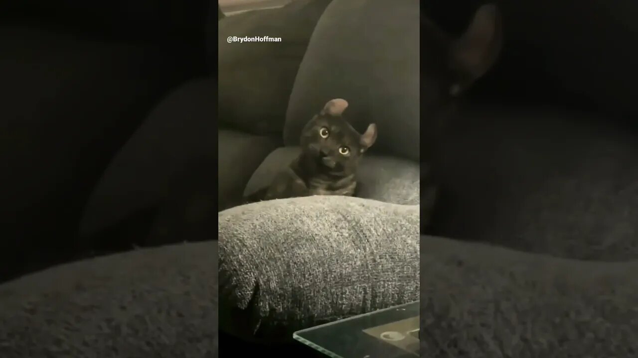 Funny Cat Meme 😂 pt.23 #shorts