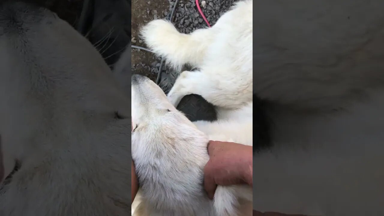 7 month old maremma pup