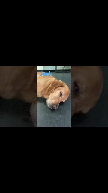 [Shorts 0159] JACK [#dogs #doggos #doggos #puppies #dogdaycare]