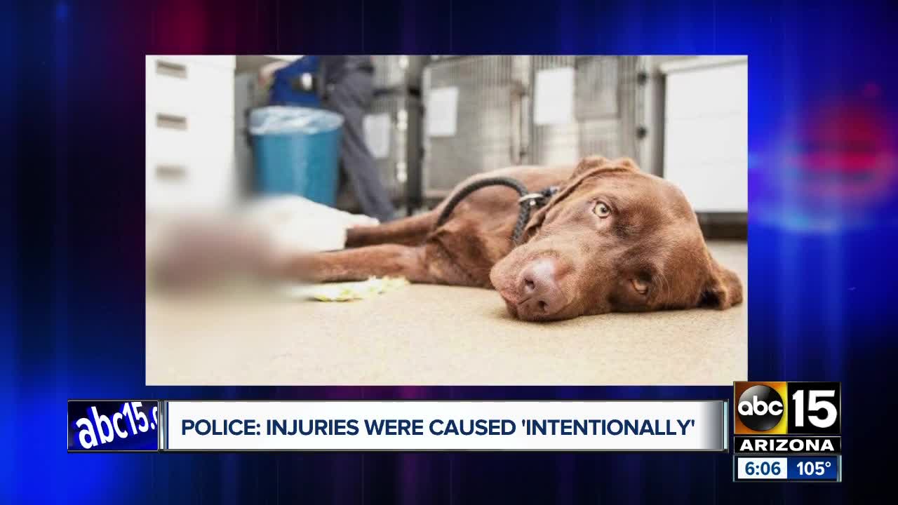 Dog found "intentionally" injured euthanized