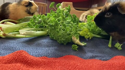 Guinea pigs need a treat of fresh dandelion