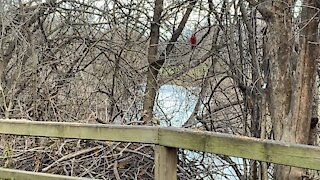 Chickadees and lots of Cardinals