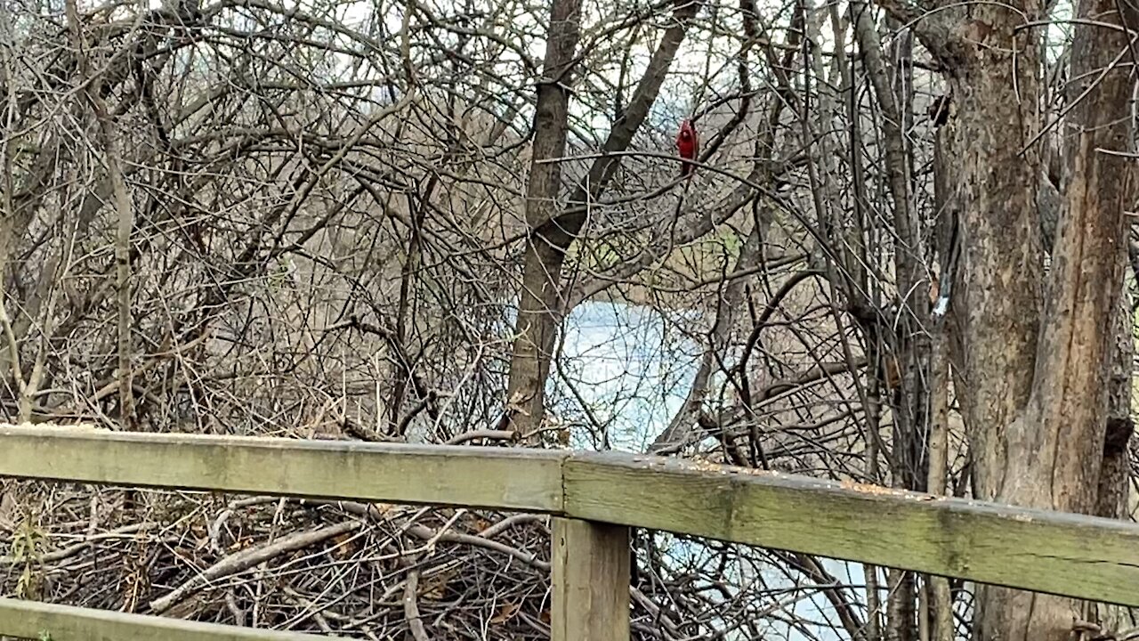 Chickadees and lots of Cardinals