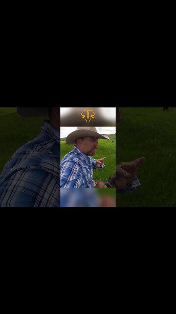 Expert Cow Dogs To Keep The Herd Moving 🐕🐮