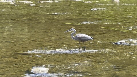 Great Blue Heron fledgling closeup