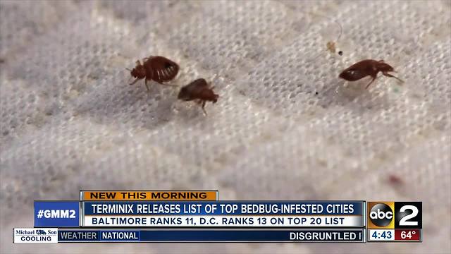 Baltimore ranked 11 in most bedbug infested cities